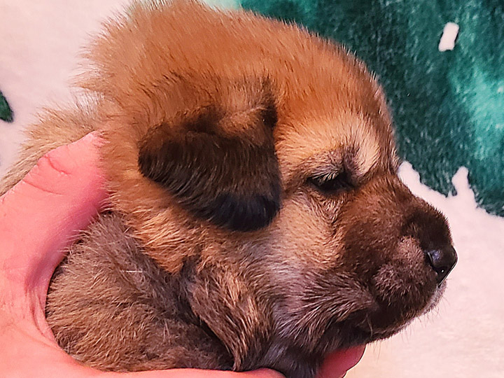 chinook puppy